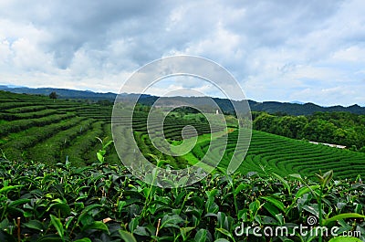 Theâ€‹ greenâ€‹ tea, Choui Fong Tea, Chiangrai, Thailand. Stock Photo